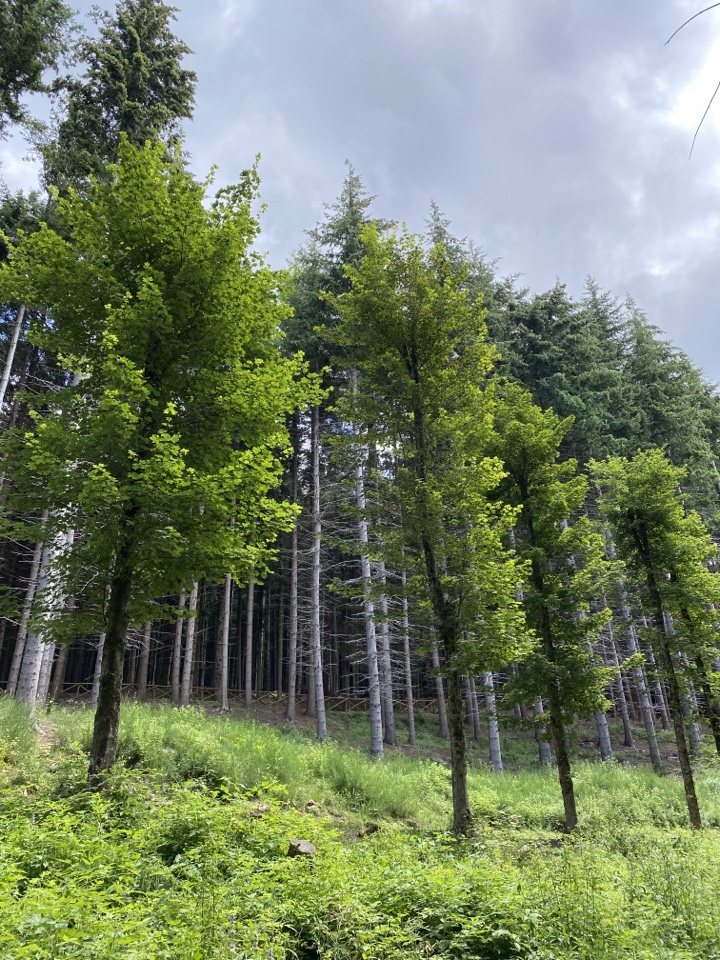 Header image for 55038 San Romano in Garfagnana LU, Italy