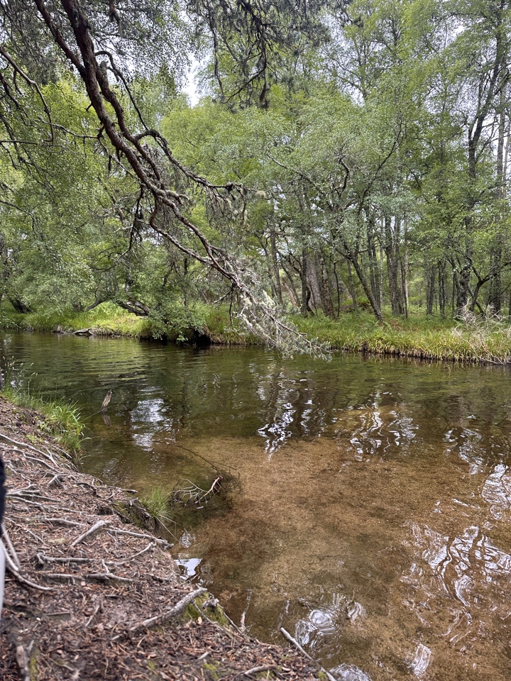 Header image for Aviemore, Highland, Scotland