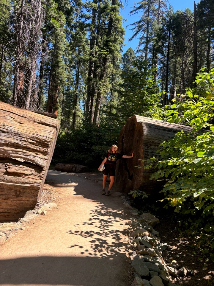 Header image for Big Trees, Arnold, CA, United States
