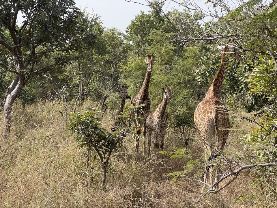 Header image for Fathala Wildlife Reserve, Toubakouta, Senegal