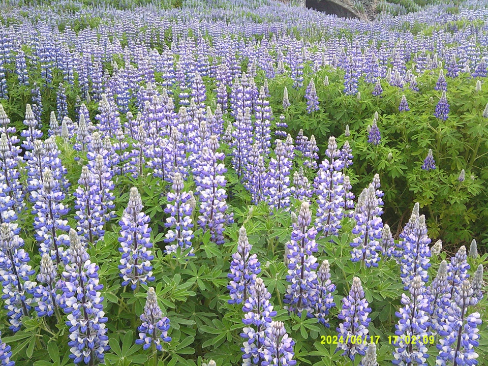 Header image for Iceland