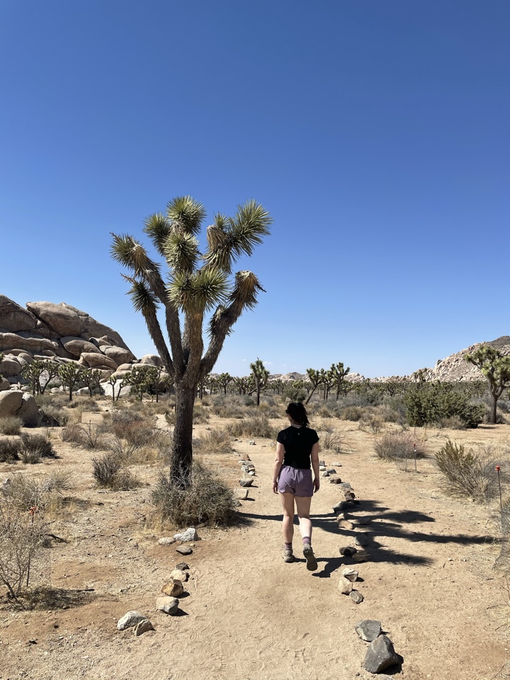 Header image for Joshua Tree National Park, 2000 Park Blvd, Joshua Tree, California 92252, United States