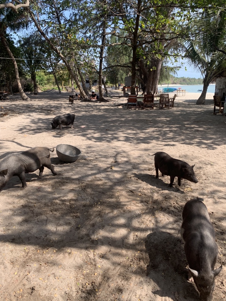 Header image for Koh Samui, Surat Thani, Thailand