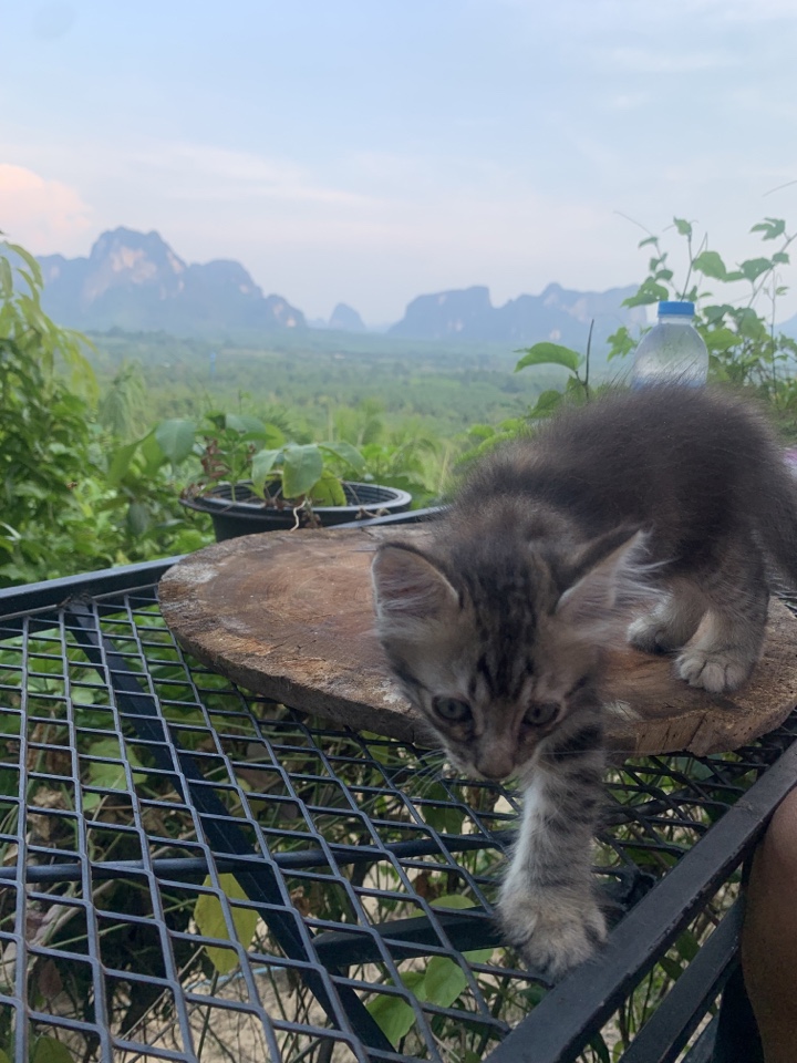 Header image for Krabi, Thailand