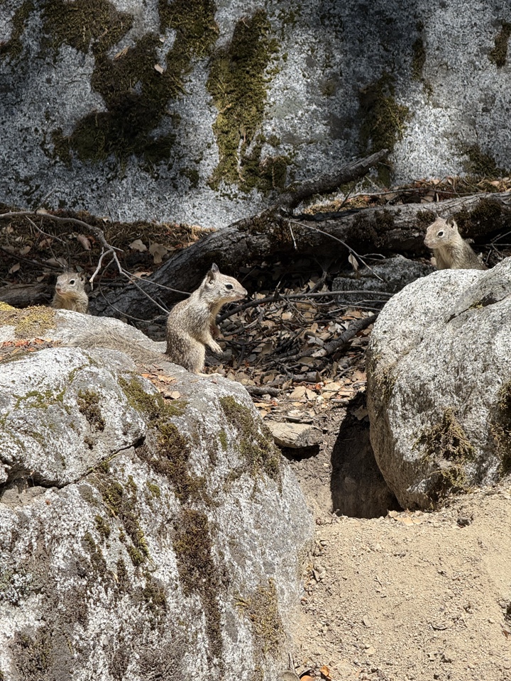Header image for Lower Yosemite Fall Trailhead, Coulterville, CA  95389, United States