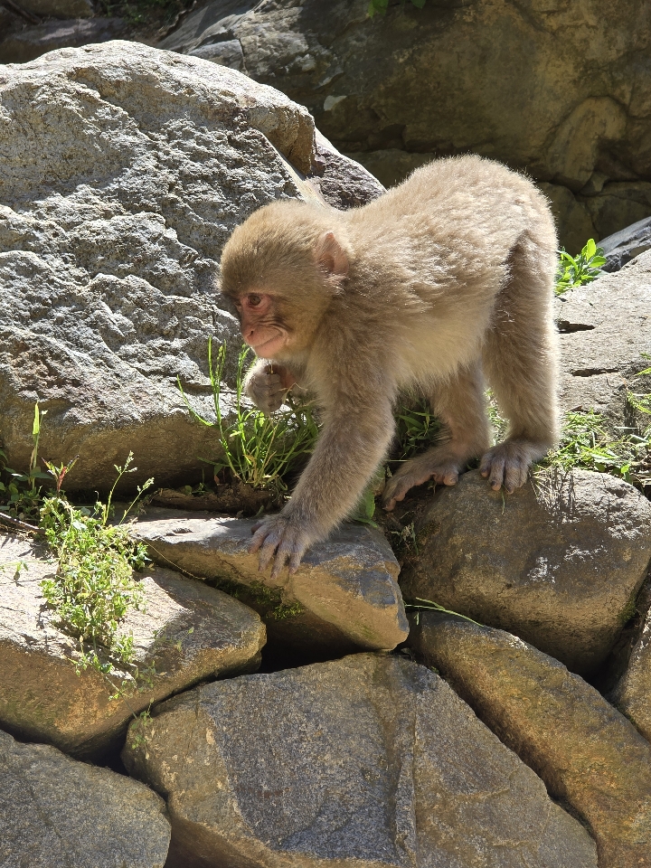 Header image for Nagano, Japan