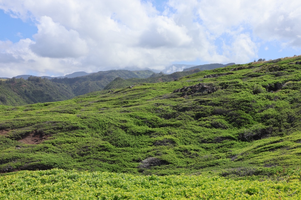 Header image for Ohai Loop Trail and Overlook, Wailuku, HI  96793, United States