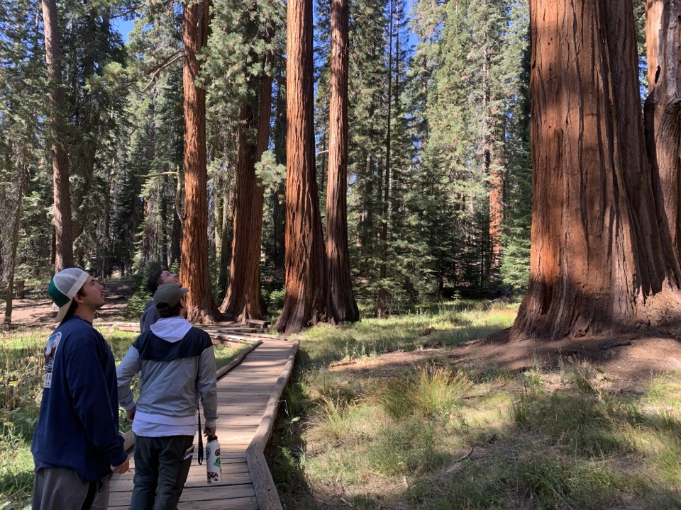 Header image for Sequoia National Park, 47050 Generals Hwy, Sequoia National Park, California 93262, United States