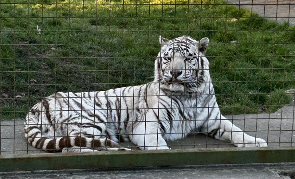 Header image for The Big Cat Sanctuary, Headcorn Road
Smarden
Ashford
Kent
TN27 8PJ
England