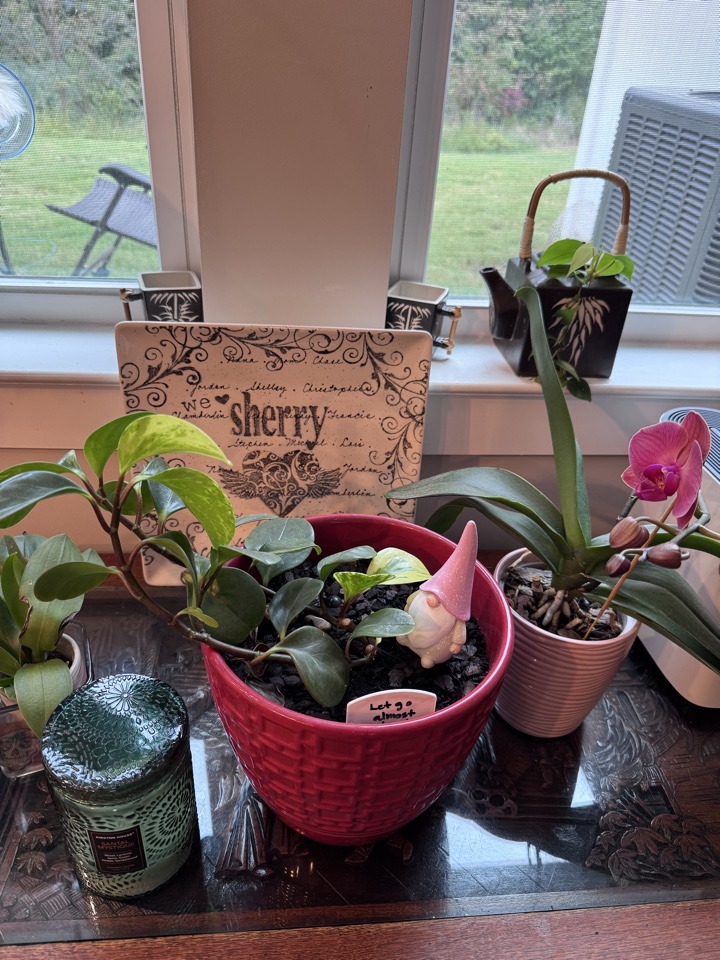 Shelley77's header image