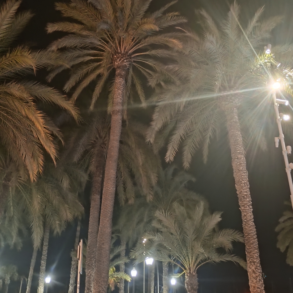 Szofi's header image