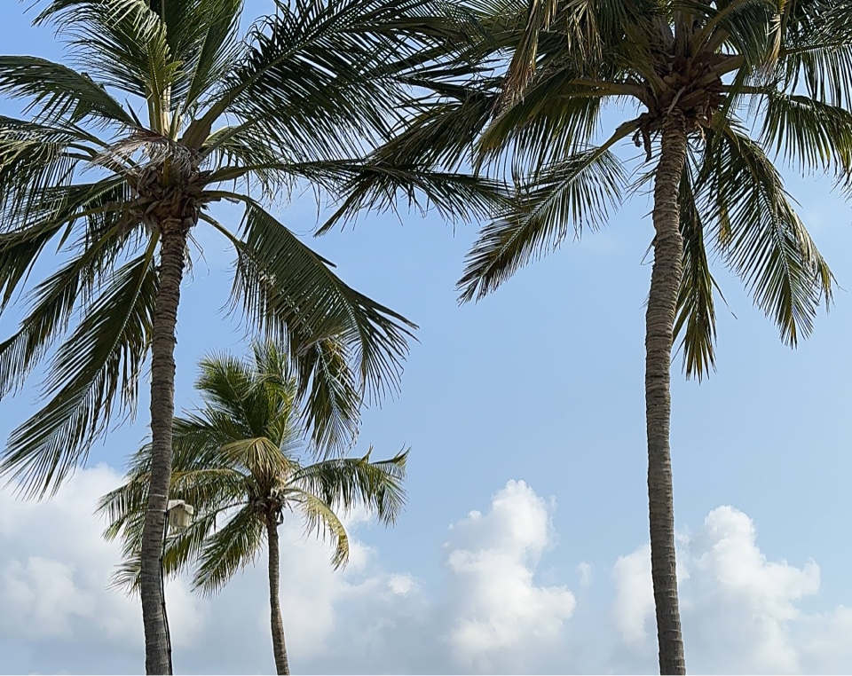 europajaro's header image