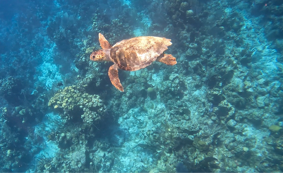 hannahcappe's header image