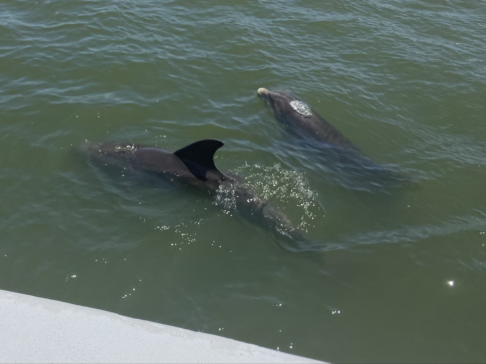 hxneybee's header image