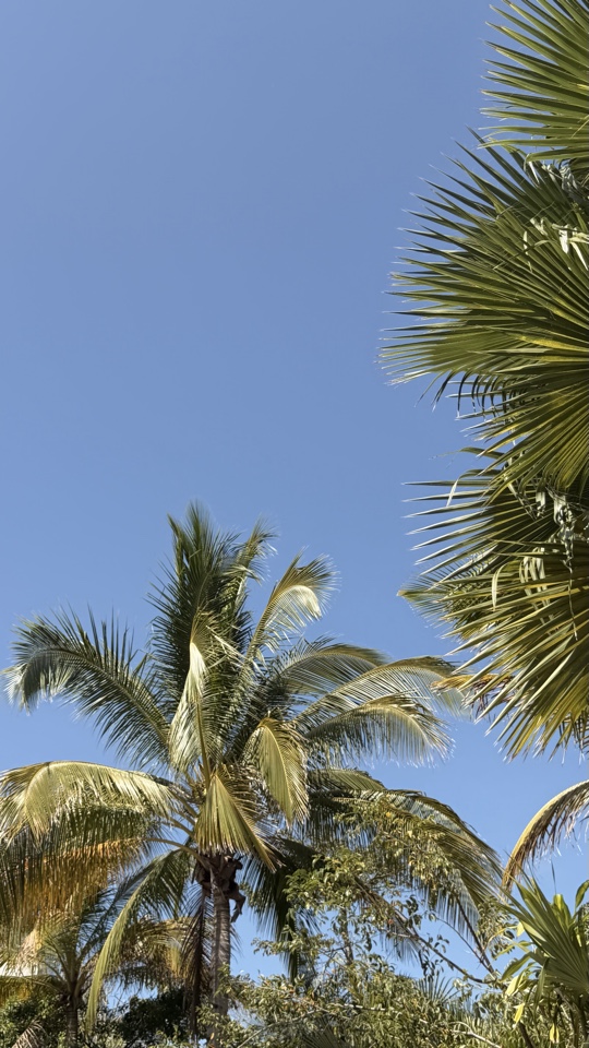 knoll's header image