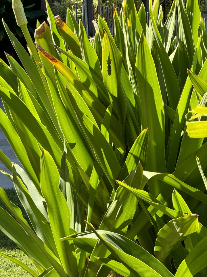 malanis25's header image