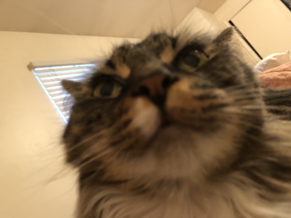 fambros's profile picture