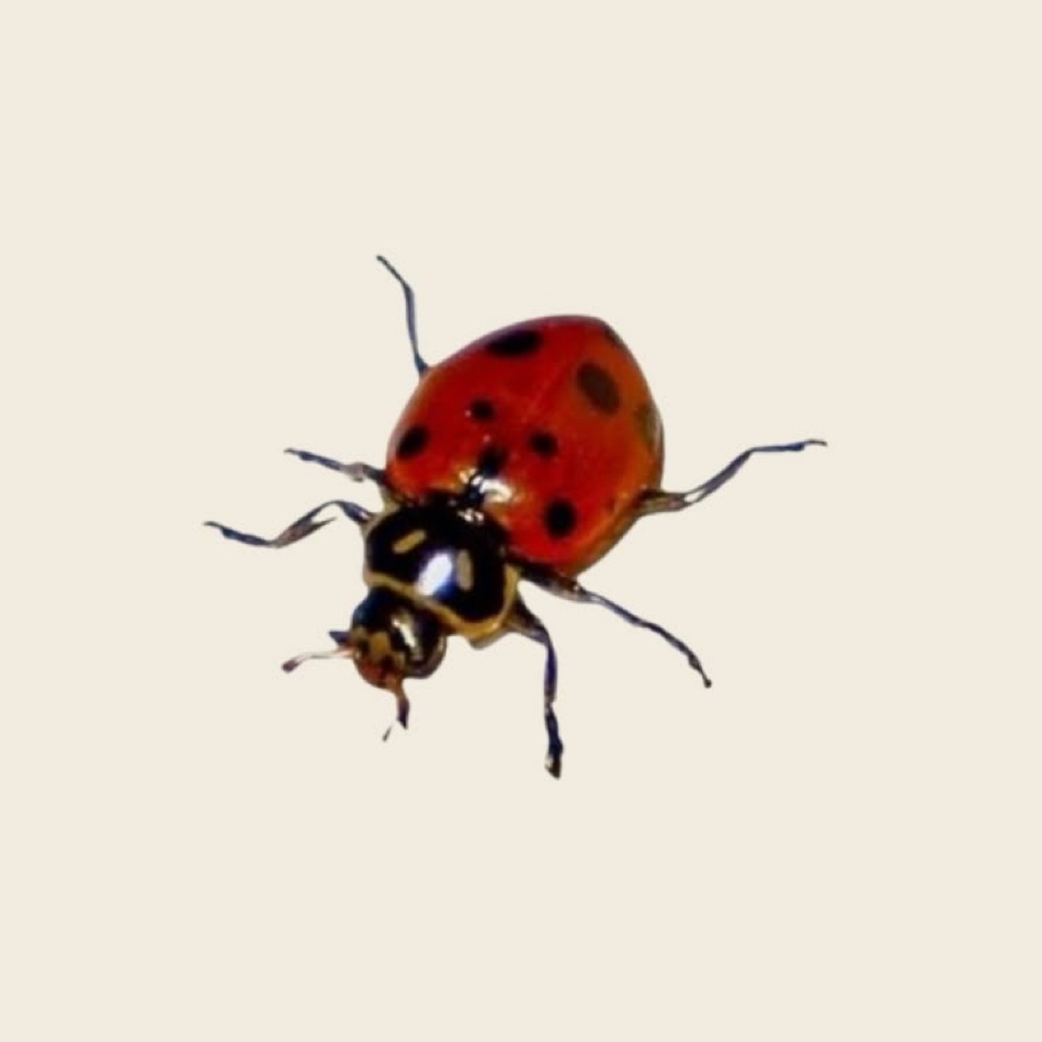 hxneybee's profile picture
