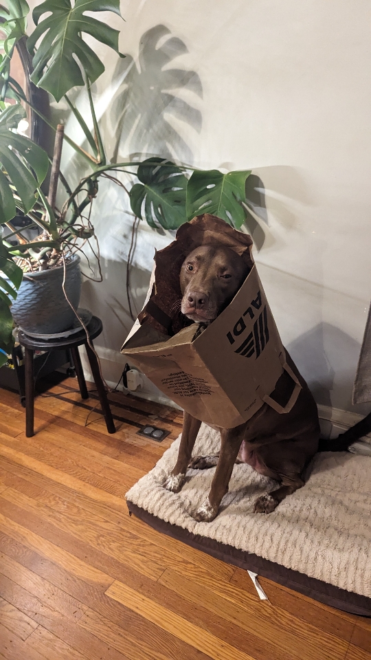 spencergitonga's profile picture